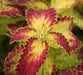 Coleus Glennis - Live Plants - Caribbean garden seed