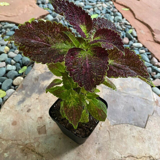 Coleus Glennis - Live Plants - Caribbean garden seed