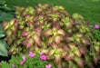 Coleus Glennis - Live Plants - Caribbean garden seed