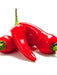 Pepper Seeds - Puya Chili, Hot - Caribbean garden seed