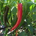 Pepper Seeds - Puya Chili, Hot - Caribbean garden seed