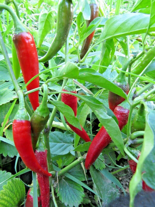 Pepper Seeds - Puya Chili, Hot - Caribbean garden seed