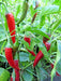 Pepper Seeds - Puya Chili, Hot - Caribbean garden seed