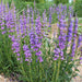 PENSTEMON SEED - Rocky Mountain - Caribbean garden seed