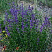 PENSTEMON SEED - Rocky Mountain - Caribbean garden seed