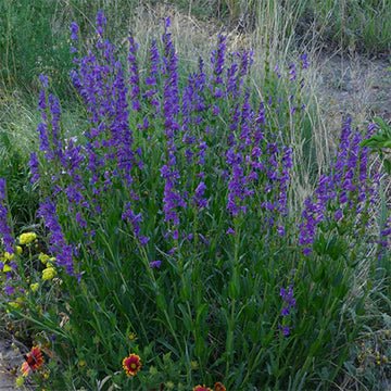 PENSTEMON SEED - Rocky Mountain - Caribbean garden seed