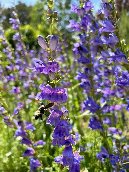 PENSTEMON SEED - Rocky Mountain - Caribbean garden seed