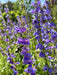 PENSTEMON SEED - Rocky Mountain - Caribbean garden seed