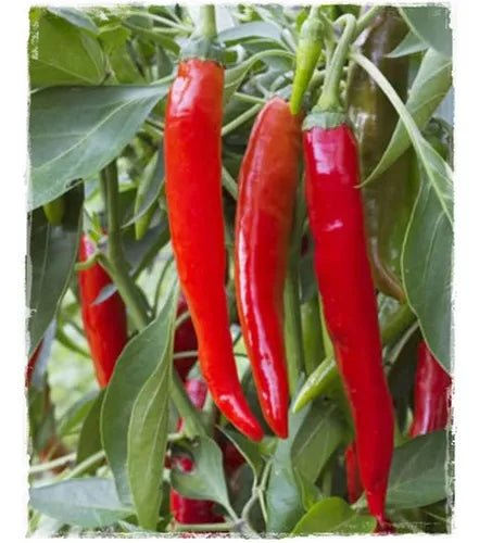 Pepper Seeds - Aji Cacho de Cabra, Mild - Caribbean garden seed