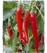 Pepper Seeds - Aji Cacho de Cabra, Mild - Caribbean garden seed