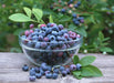 Blueberry Bush - toro - Caribbean garden seed