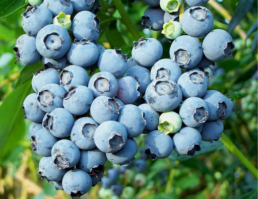 Blueberry Bush - toro - Caribbean garden seed