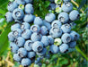 Blueberry Bush - toro - Caribbean garden seed