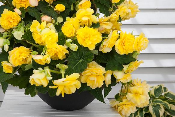 2 Begonia  Bulbs- Sunny Dream ,Fragrant - Caribbean garden seed