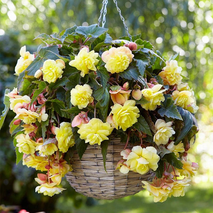 2 Begonia  Bulbs- Sunny Dream ,Fragrant - Caribbean garden seed