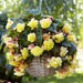 2 Begonia  Bulbs- Sunny Dream ,Fragrant - Caribbean garden seed