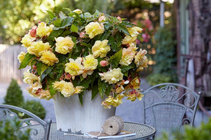 2 Begonia  Bulbs- Sunny Dream ,Fragrant - Caribbean garden seed