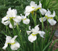 Siberian Iris - White Swirl,Perennial - Caribbean garden seed