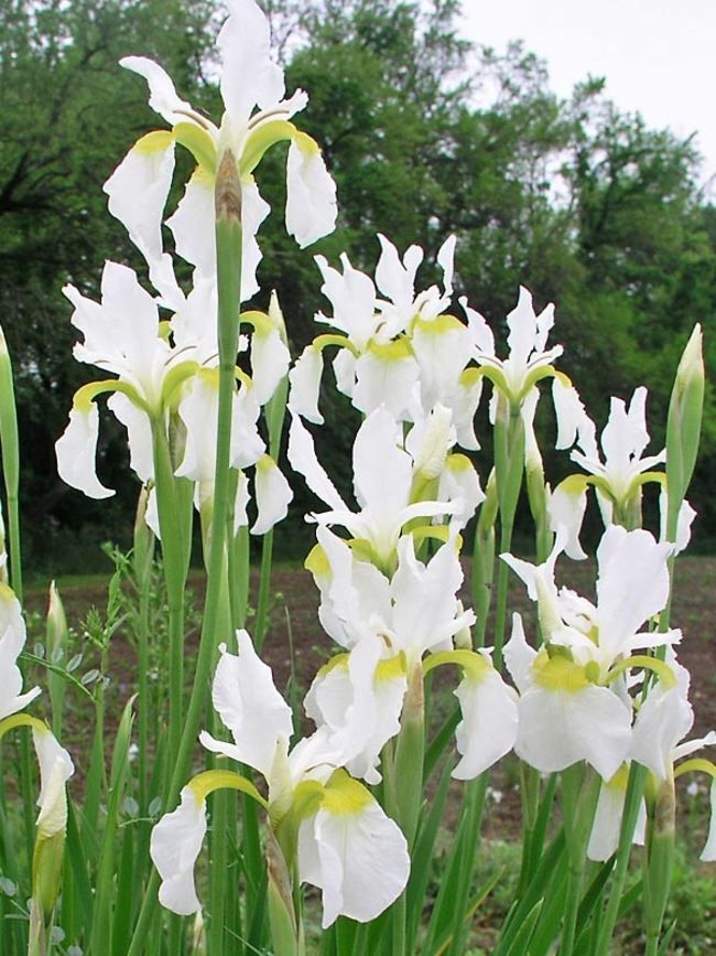 Siberian Iris - White Swirl,Perennial - Caribbean garden seed