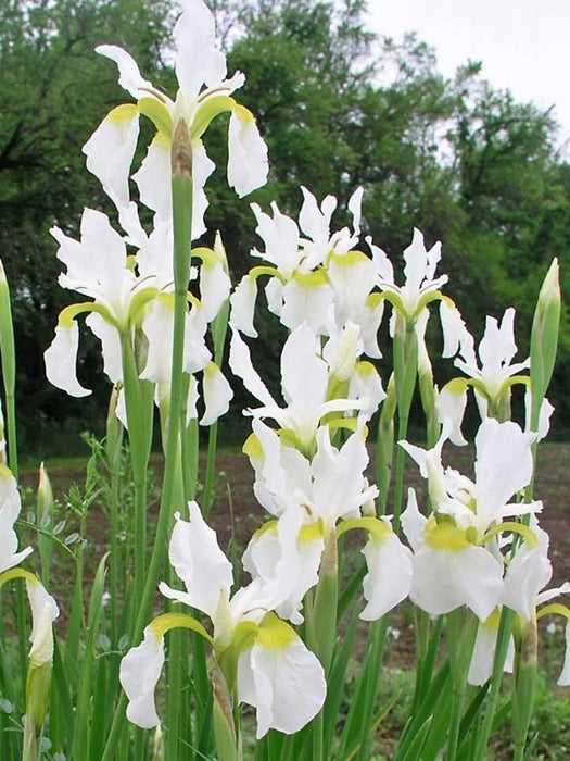 Siberian Iris - White Swirl,Perennial - Caribbean garden seed