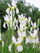 Siberian Iris - White Swirl,Perennial - Caribbean garden seed