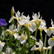 Siberian Iris - White Swirl,Perennial - Caribbean garden seed