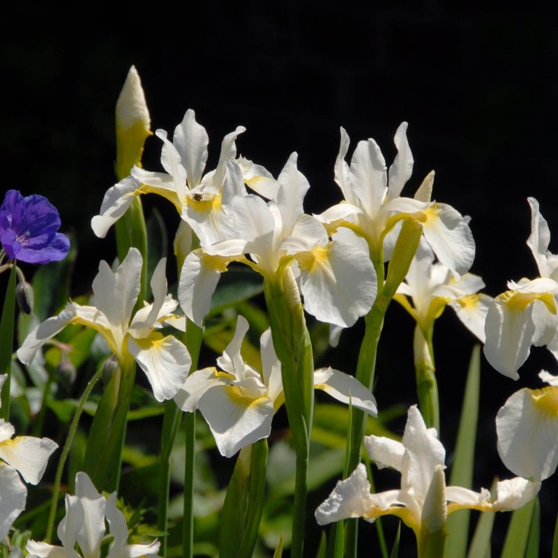 Siberian Iris - White Swirl,Perennial - Caribbean garden seed