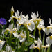 Siberian Iris - White Swirl,Perennial - Caribbean garden seed