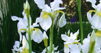 Siberian Iris - White Swirl,Perennial - Caribbean garden seed
