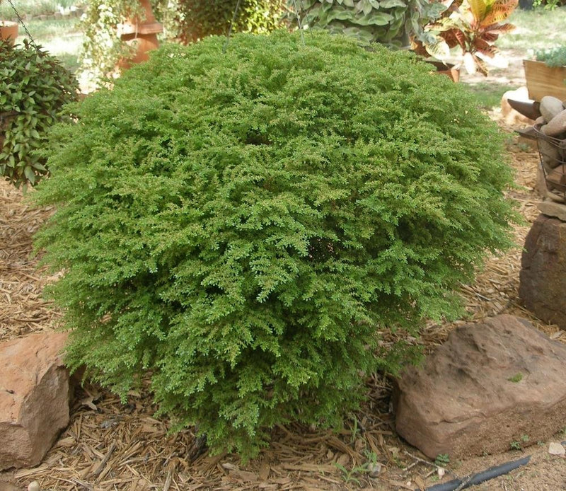 Artillery Fern Pilea -,live House Plant - Caribbean garden seed