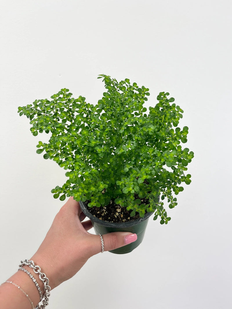 Artillery Fern Pilea -,live House Plant - Caribbean garden seed