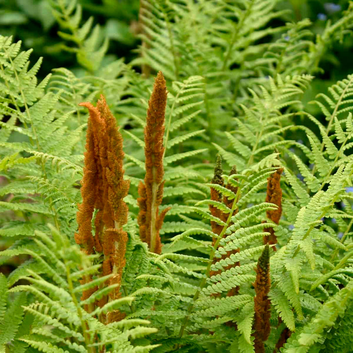 Fern Plants - Cinnamon - Caribbean garden seed