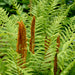 Fern Plants - Cinnamon - Caribbean garden seed
