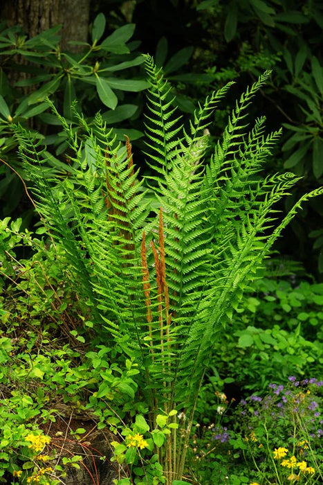 Fern Plants - Cinnamon - Caribbean garden seed