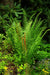 Fern Plants - Cinnamon - Caribbean garden seed