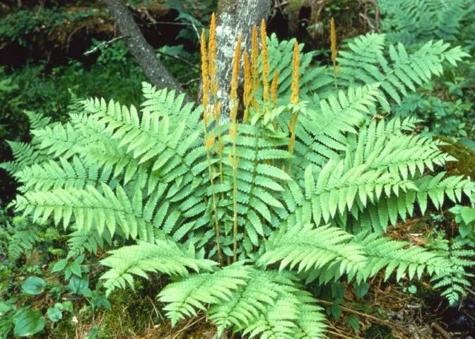 Fern Plants - Cinnamon - Caribbean garden seed
