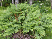 Fern Plants - Cinnamon - Caribbean garden seed