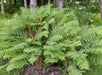 Fern Plants - Cinnamon - Caribbean garden seed