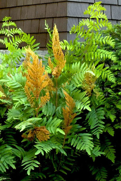 Fern Plants - Osmunda regalis ,Royal Fern - Caribbean garden seed