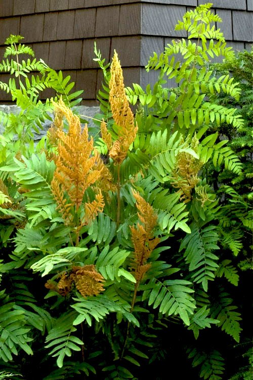 Fern Plants - Osmunda regalis ,Royal Fern - Caribbean garden seed