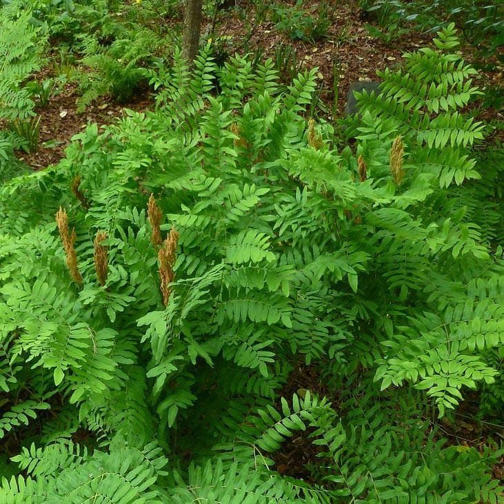 Fern Plants - Osmunda regalis ,Royal Fern - Caribbean garden seed