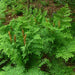 Fern Plants - Osmunda regalis ,Royal Fern - Caribbean garden seed