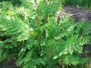 Fern Plants - Osmunda regalis ,Royal Fern - Caribbean garden seed