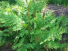 Fern Plants - Osmunda regalis ,Royal Fern - Caribbean garden seed