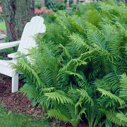 Fern Plants - Ostrich Fern - Caribbean garden seed