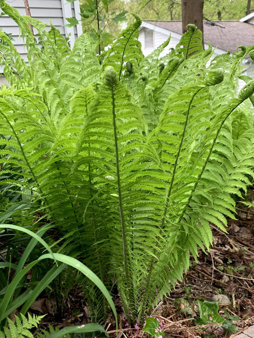 Fern Plants - Ostrich Fern - Caribbean garden seed