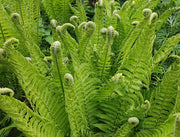 Fern Plants - Ostrich Fern - Caribbean garden seed