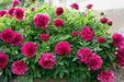 Peony  - Felix Crousse , Perennial - Caribbean garden seed