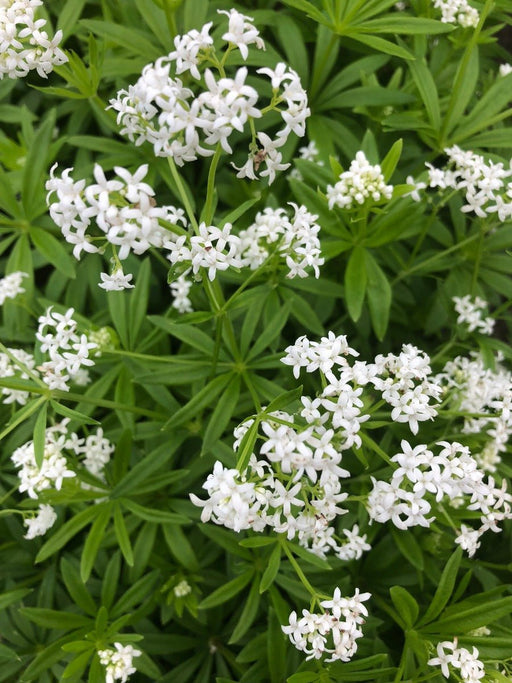 Sweet Woodruff - Herb Seeds, Perennial - Caribbean garden seed