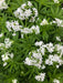 Sweet Woodruff - Herb Seeds, Perennial - Caribbean garden seed